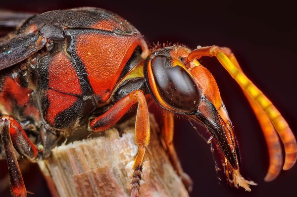 Frelon asiatique à paris : un danger à ne pas négliger